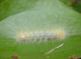 Virginian Ermine